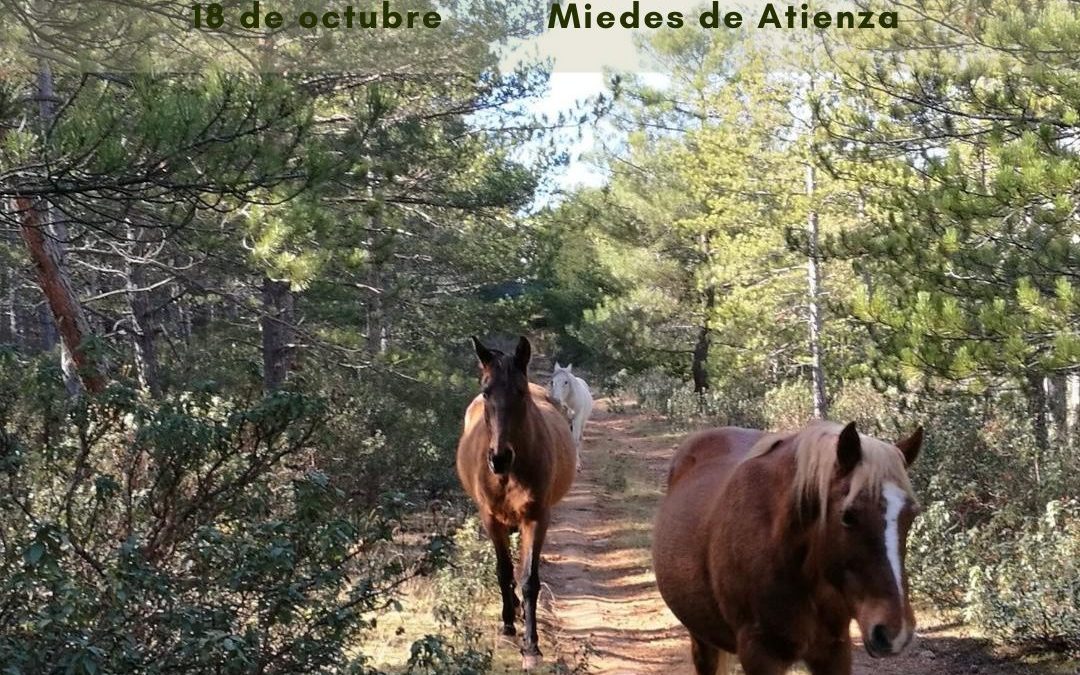 18 de octubre – Taller de constelaciones sistémicas asistidas con caballos