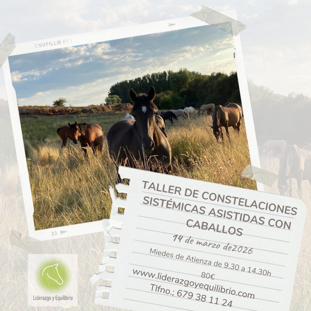 Taller constelaciones asistidas con caballos