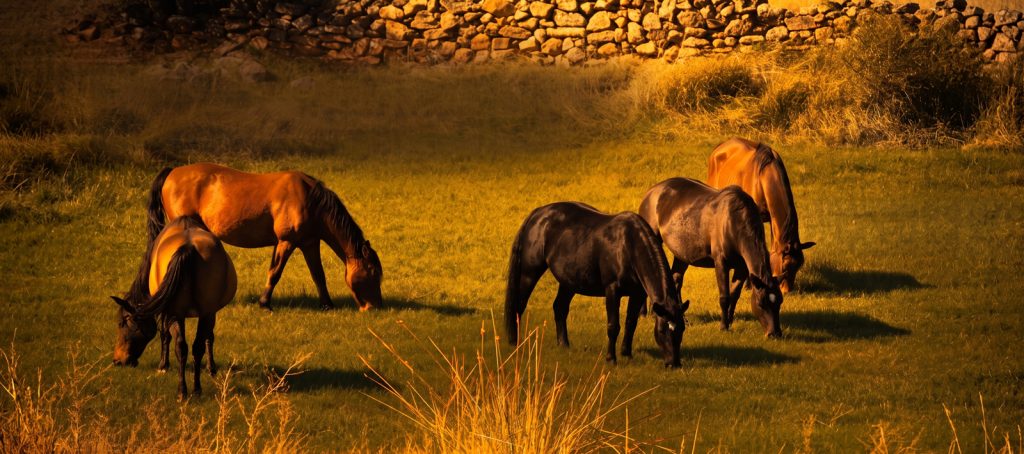 Caballos liderazgo y equilibrio