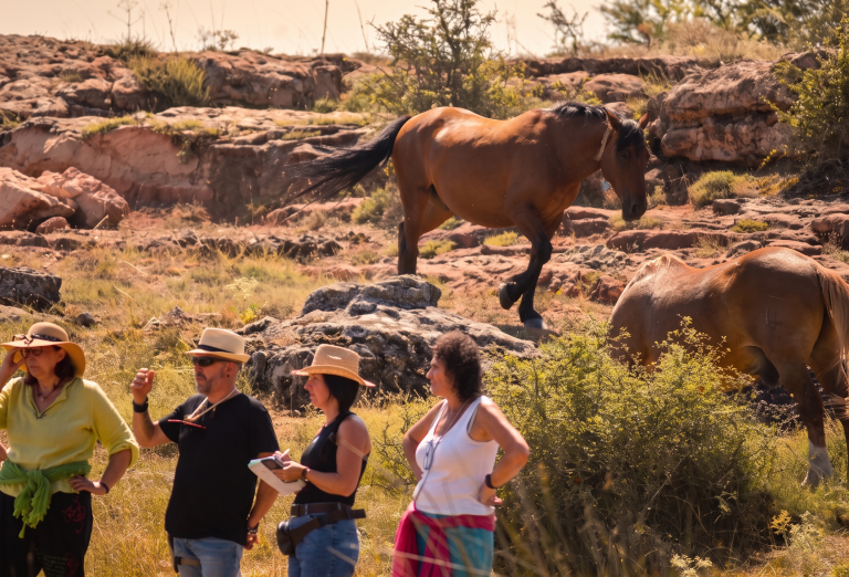 Actualización de competencias en coaching y constelaciones sistémicas asistidas con caballos 2