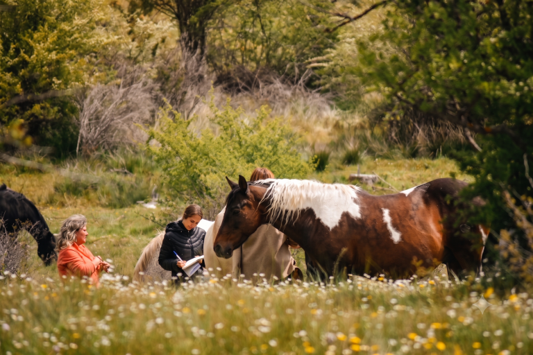 Herramientas de coaching asistido con caballos para las empresas 2
