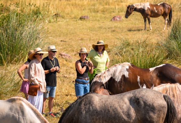 Herramientas de coaching asistido con caballos para las empresas 3