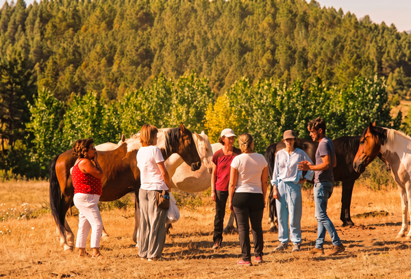 Doble formación coaching y costelaciones con caballos